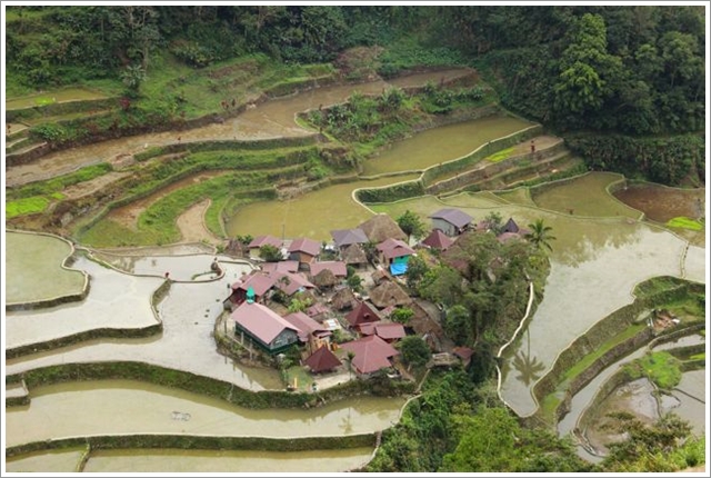  Typical Ifugao houses and rice terraces.